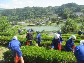 【お茶摘み風景 ～絶景です～】